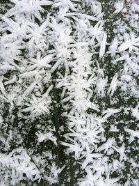 Snow covered trees