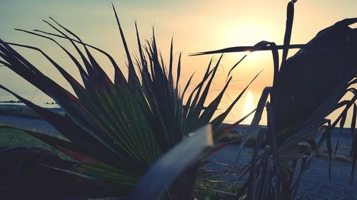 Close-up of plants on field against sky during sunset