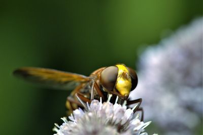Close-up of insect on flower