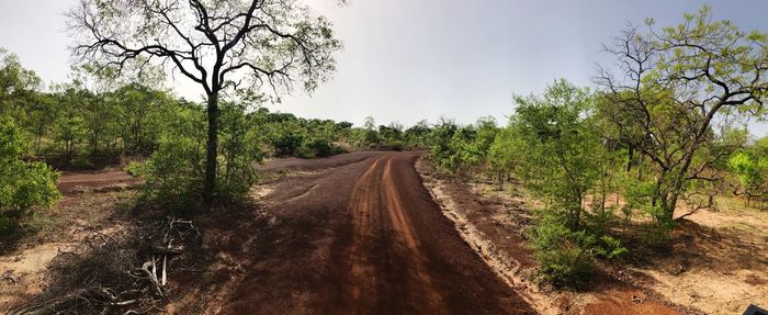 Dirt road amidst trees against sky