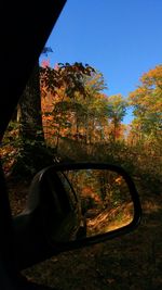 Reflection of trees in field