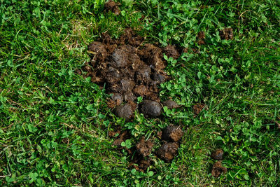 High angle view of plant on field