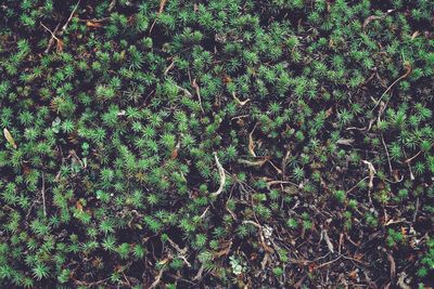 Full frame shot of trees