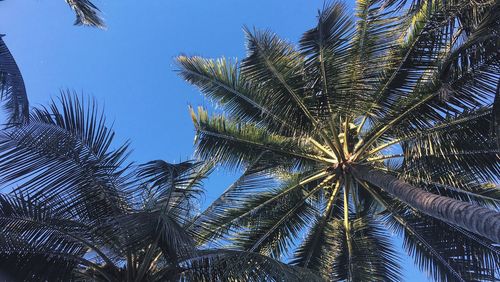 Low angle view of palm trees against blue sky