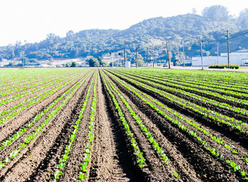 Scenic view of agricultural field against sky