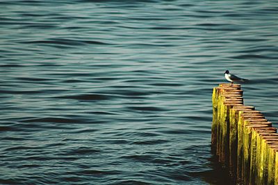 Bird perching on wooden post in sea