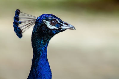 Close-up of peacock