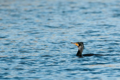 Close-up of duck swimming in lake