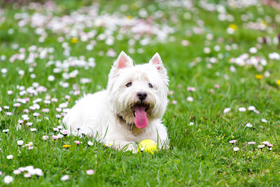 Dog on grassy field