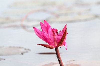 Close-up of pink water lily in lake