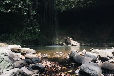 Scenic view of waterfall in forest