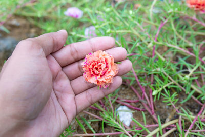 Close-up of hand holding pink flower