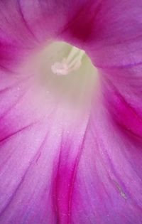 Full frame shot of pink flower
