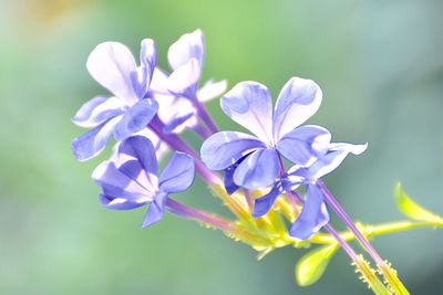 Close-up of purple flowering plant