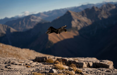 Low angle view of bird flying against mountain