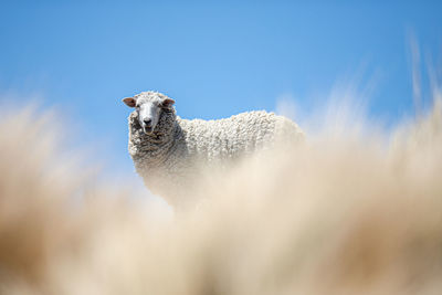 Low angle view of animal against sky