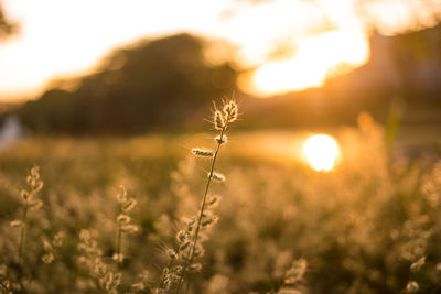 Close-up of flowering plant on land against bright sun