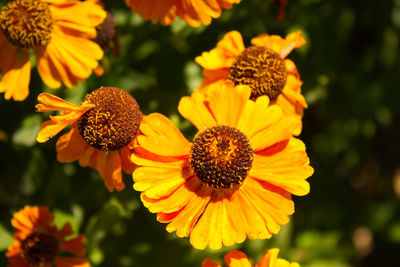 Close-up of sunflower