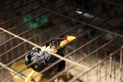 Close-up of a bird