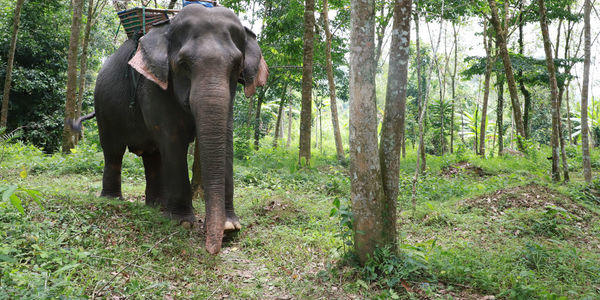 Elephant standing by trees in forest