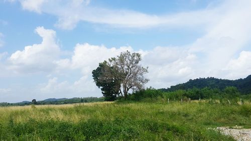 Trees on grassy field