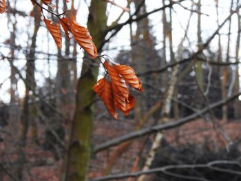 Close-up of orange leaf on branch