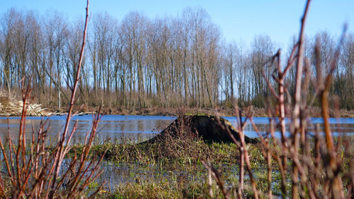 Scenic view of lake by trees against sky