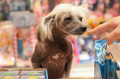 Close-up of hand holding dog