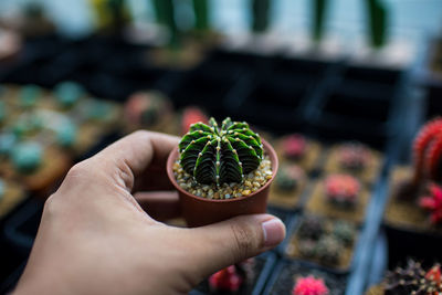 Midsection of person holding potted plant