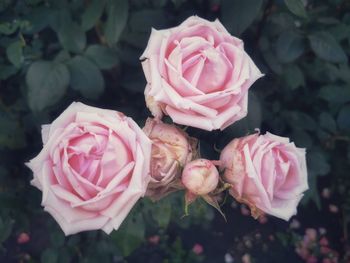 Close-up of pink roses