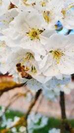 Close-up of insect on fresh flowers