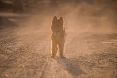 Dog standing on sand