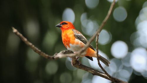 Red fody in the canopy