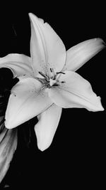 Close-up of white flower blooming against black background