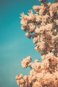 Low angle view of flowering plant against blue sky