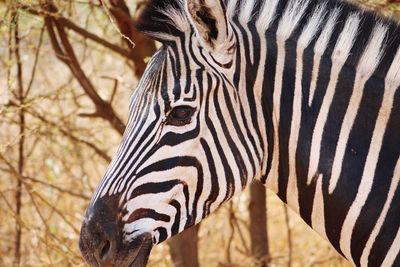 Close-up of zebra standing