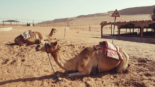 Camels sitting on sand in desert