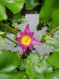 Close-up of lotus water lily in pond