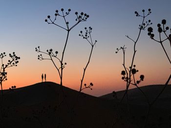 Silhouette of trees during sunset at desert in con con 