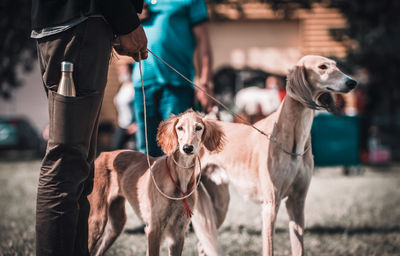 Portrait of dog with dogs outdoors