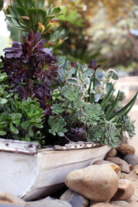 Close-up of potted plant