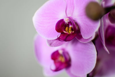 Close-up of bee on pink flower