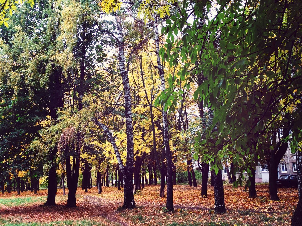 tree, growth, tranquility, tree trunk, nature, beauty in nature, tranquil scene, forest, autumn, scenics, branch, change, woodland, yellow, green color, sunlight, abundance, day, growing, leaf