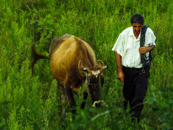 Man walking with cow amidst plants on field