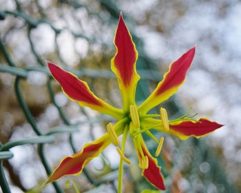 Close-up of red flowers blooming outdoors