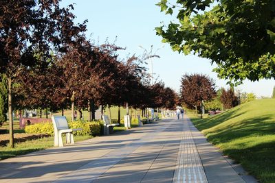 Narrow pathway along trees in park