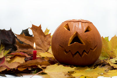 Close-up of pumpkin on autumn leaves