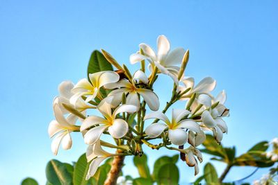 Frangipani flowers and blue sky