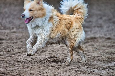 Full length of a dog running on field