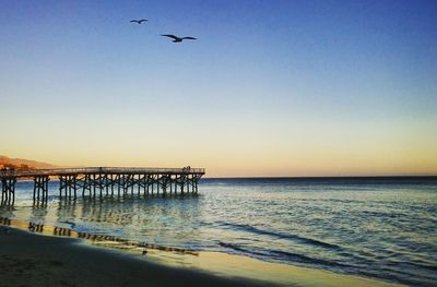 Seagulls flying over sea against clear sky